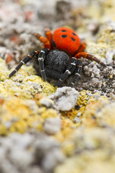 Rote Röhrenspinne, Eresus kollari