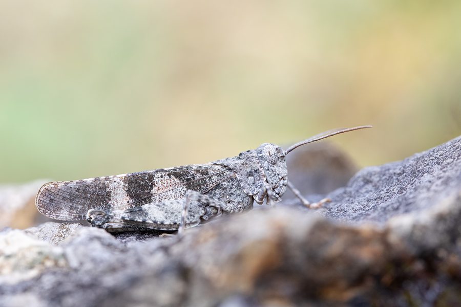 Rotflügelige Ödlandschrecke , Oedipoda germanica