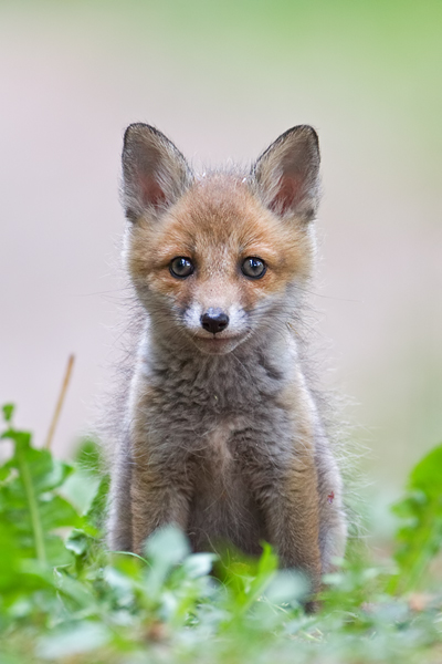 Rotfuchs, Vulpes vulpes