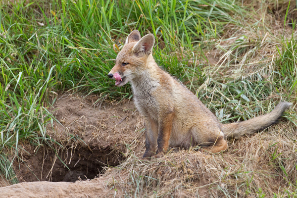 Rotfuchs, Vulpes vulpes