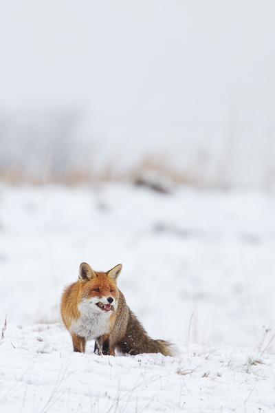 Rotfuchs, Vulpes vulpes