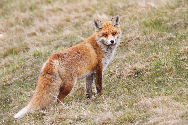 Rotfuchs, Vulpes vulpes