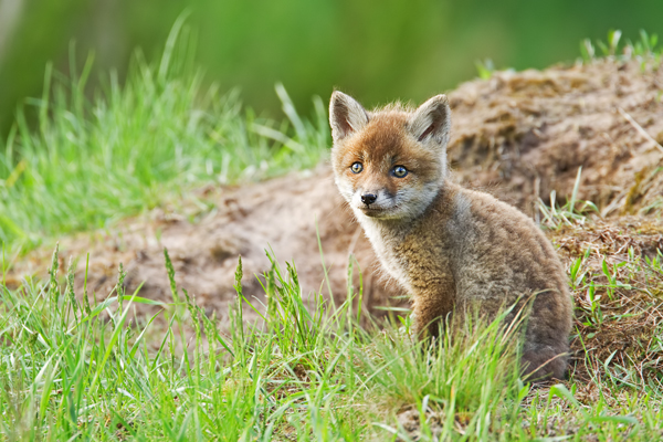 Rotfuchs, Vulpes vulpes