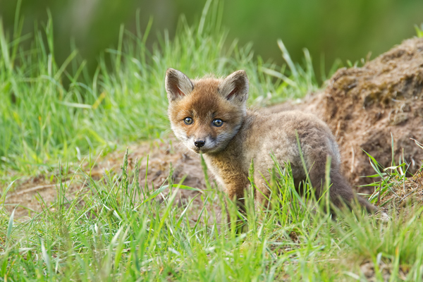 Rotfuchs, Vulpes vulpes