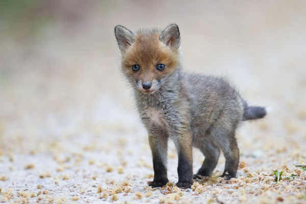 Rotfuchs, Vulpes vulpes