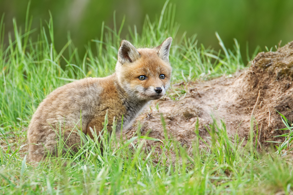Rotfuchs, Vulpes vulpes