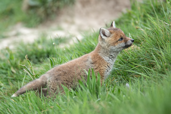 Rotfuchs, Vulpes vulpes