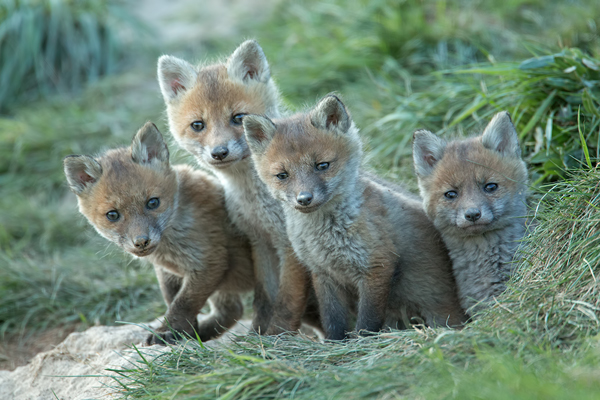 Rotfuchs, Vulpes vulpes