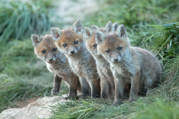 Rotfuchs, Vulpes vulpes