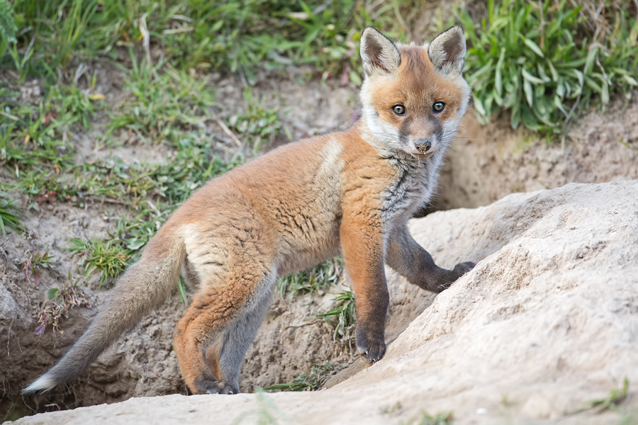 Rotfuchs, Vulpes vulpes