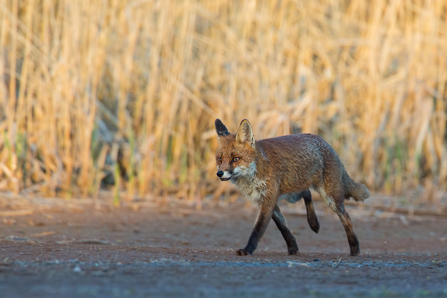 Rotfuchs, Vulpes vulpes