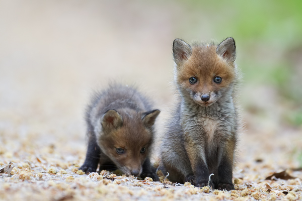 Rotfuchs, Vulpes vulpes