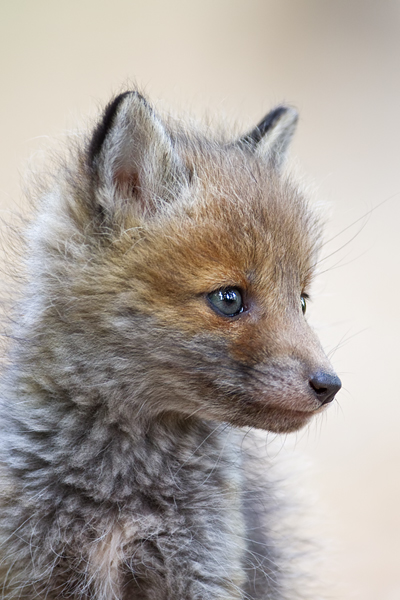 Rotfuchs, Vulpes vulpes