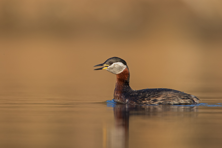 Rothalstaucher, Podiceps grisegena