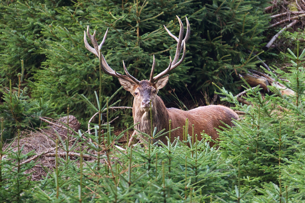 Rotwild, Cerphus elaphus