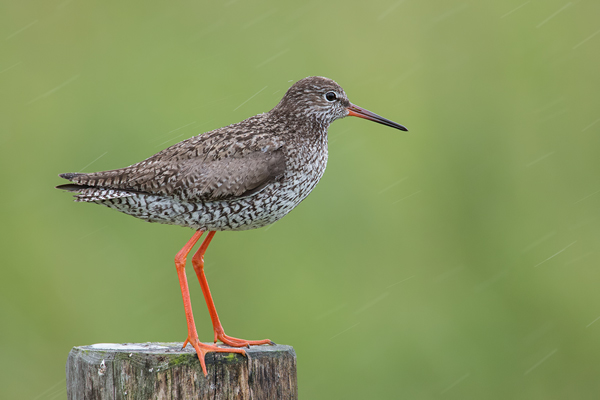 Rotschenkel , Tringa totanus