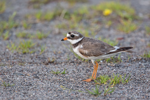 Sandregenpfeifer , Charadrius hiaticula