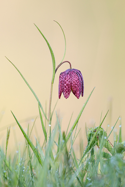 Schachblume, Fritillaria meleagris