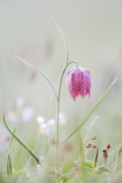 Schachblume, Fritillaria meleagris