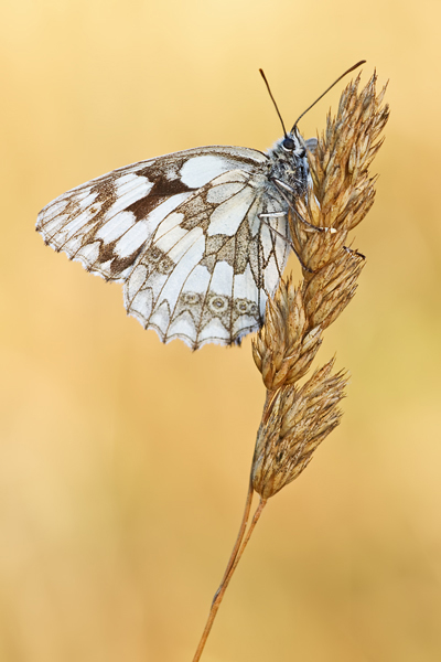 Schachbrettfalter/Damenbrett, Melanargia galathea