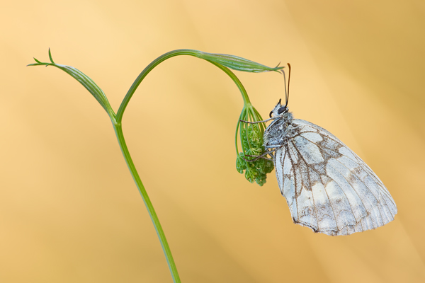 Schachbrettfalter, Melanargia galathea