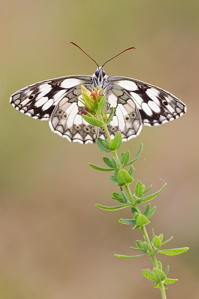 Schachbrettfalter, Melanargia galathea