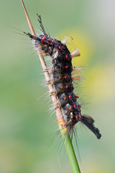 Schlehenspinner oder Kleiner Bürstenspinner, Orgyia antiqua