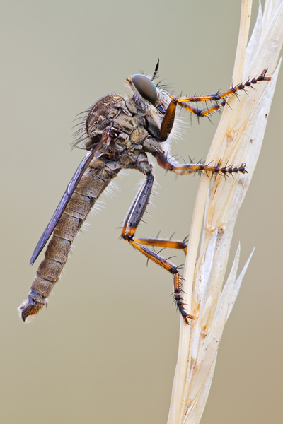 Burschen Raubfliege, Tolmerus cingulatus