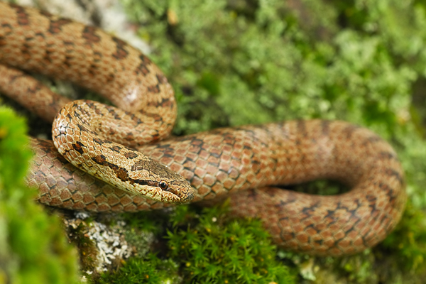 Schlingnatter, Coronella austriaca