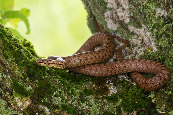 Schlingnatter, Coronella austriaca
