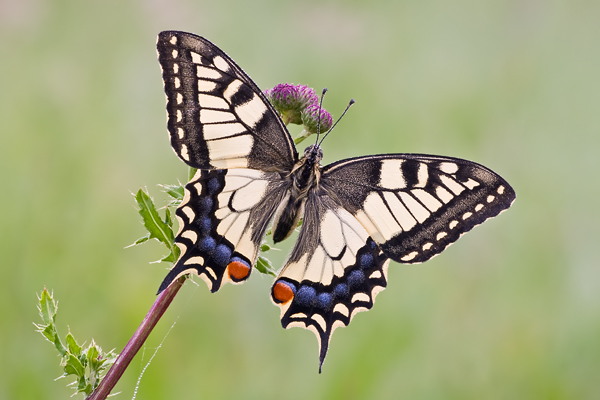 Schwalbenschwanz, Papilio machaon