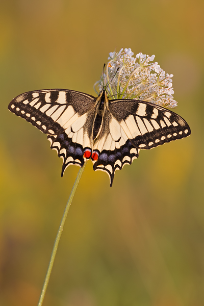 Schwalbenschwanz, Papilio machaon