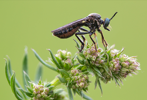Schwarze Habichtsfliege , Dioctria atricapilla