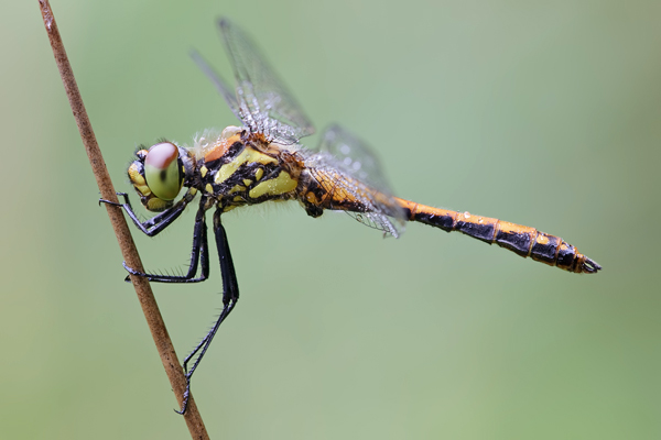 Schwarze Heidelibelle, Sympetrum danae