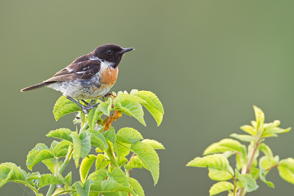 Schwarzkehlchen, Saxicola rubicola