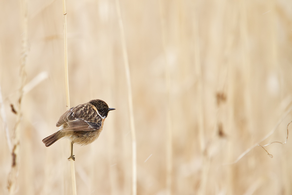 Schwarzkehlchen, Saxicola rubicola