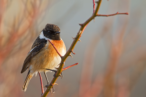 Schwarzkehlchen, Saxicola rubicola