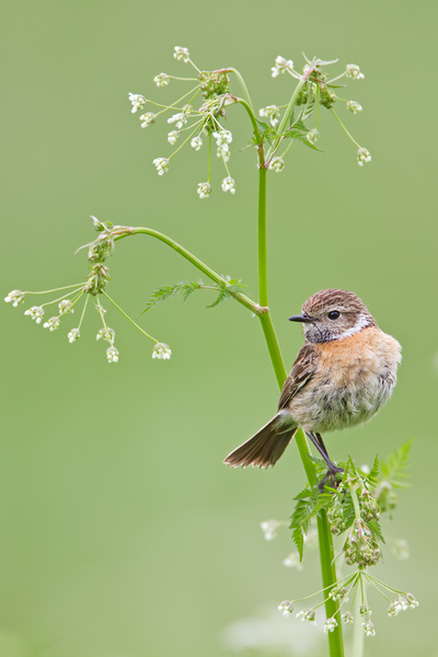 Schwarzkehlchen, Saxicola rubicola