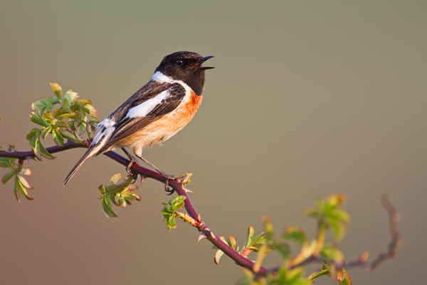 Schwarzkehlchen, Saxicola rubicola