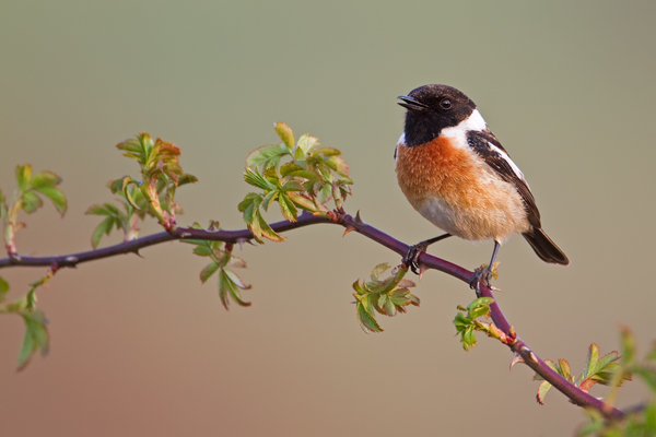 Schwarzkehlchen, Saxicola rubicola