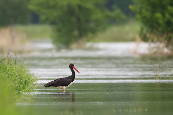 Schwarzstorch, Ciconia nigra