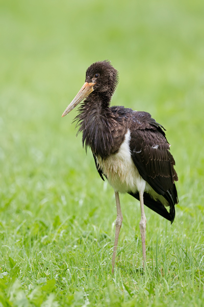 Schwarzstorch, Ciconia nigra