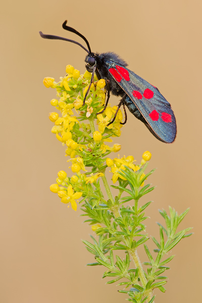 Sechsfleck-Widderchen , Zygaena filipendulae