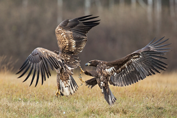 Seeadler, Haliaeetus albicilla