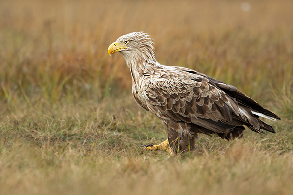 Seeadler, Haliaeetus albicilla