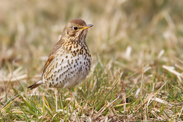 Singdrossel, Turdus philomelos