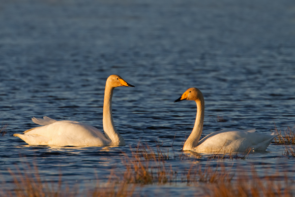 Singschwan, Cygnus cygnus