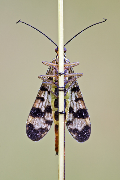Gemeine Skorpionsfliege , Panorpa communis