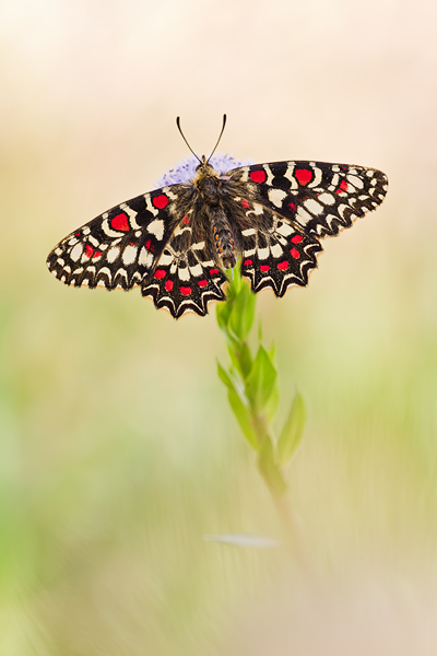 Spanischer Osterluzeifalter , Zerynthia rumina