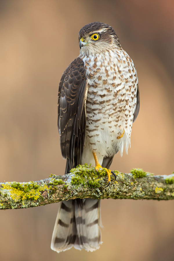 Sperber, Accipiter nisus